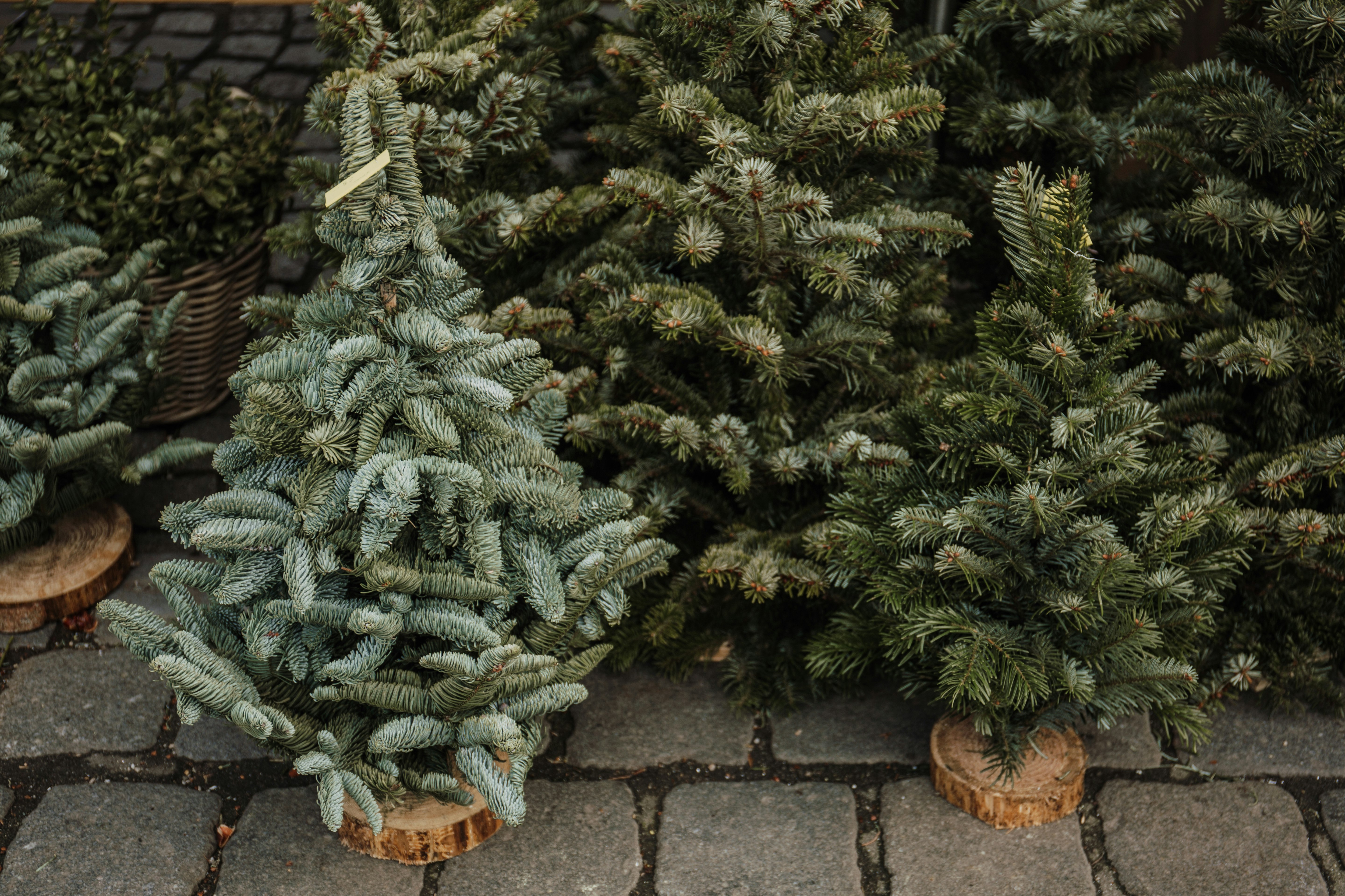 green Christmas tree